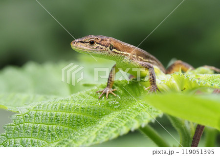 ニホンカナヘビ ニホンカナヘビ 119051395