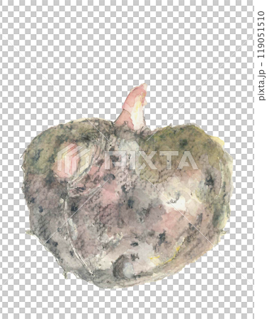 水彩で描いたコンニャク芋のイラスト【手描き】白バック コピースペースあり 119051510