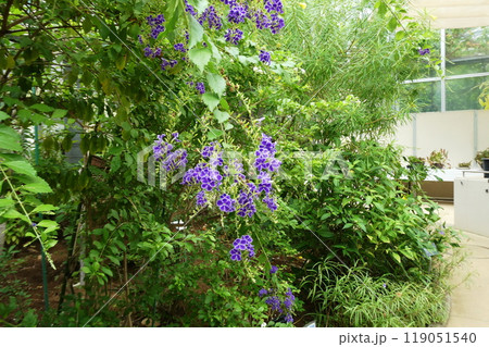 デュランタ　Duranta erecta 119051540