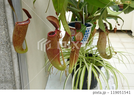 ウツボカズラ　Nepenthes clipeata x ventricosa 119051541