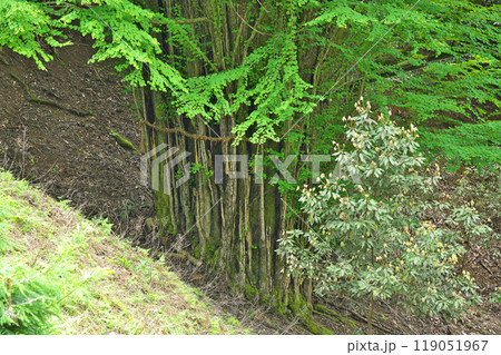 【岩間寺 (長寿桂)】 滋賀県大津市石山内畑町 【岩間寺 (長寿桂)】 滋賀県大津市石山内畑町 119051967