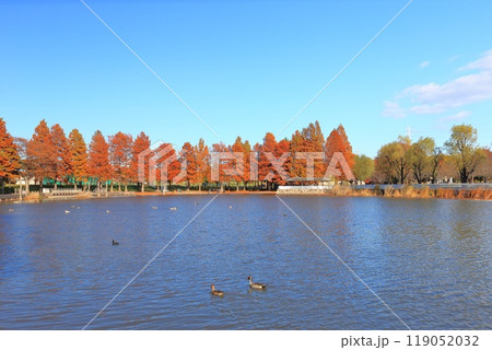 東京都立舎人公園（とねりこうえん）のメタセコイア　 119052032