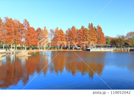 東京都立舎人公園(とねりこうえん)のメタセコイア 東京都立舎人公園(とねりこうえん)のメタセコイア 119052042