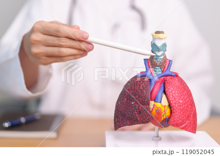 Doctor point Thyroid and Cricoid of Respiratory system anatomy for Diseases. Lung Cancer, Asthma, Chronic Obstructive Pulmonary, Bronchitis, Emphysema, Cystic Fibrosis, Bronchiectasis and Pneumonia 119052045