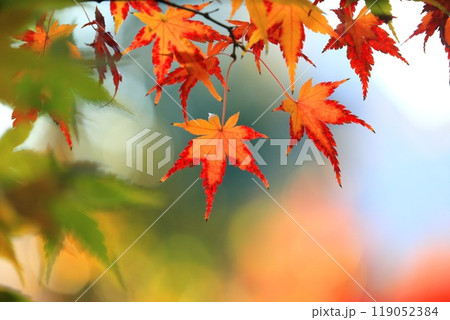 薬師寺の紅葉　東京都足立区伊興 119052384