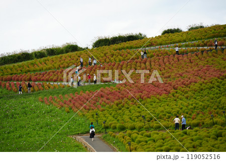 コキア コキア 119052516