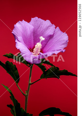 Blooming pink Hibiscus syriacus on a red background 119052568