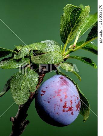 Plum branch with fruits on a green background 119052570