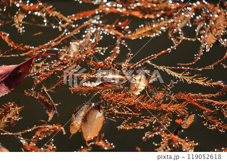 水面に光る落葉樹の葉  水面に光る落葉樹の葉  119052618