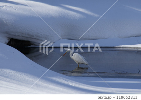 雪の中のサギ 冬 鳥 雪の中のサギ 冬 鳥 119052813