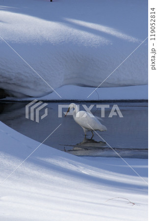 雪の中のサギ 冬 鳥 雪の中のサギ 冬 鳥 119052814