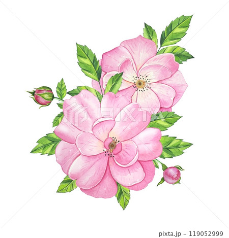 Bouquet with pink tea rose. Hand drawn watercolor illustration 119052999
