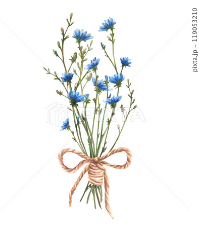Wildflower bouquet tied with a cord. Blue chicory flowers with meadow green herbs. Field plant, herbs composition. Summer floral clipart. Watercolor hand drawn illustration. Isolated from background Wildflower bouquet tied with a cord. Blue chicory flowers with meadow green herbs. Field plant, herbs composition. Summer floral clipart. Watercolor hand drawn illustration. Isolated from background 119053210