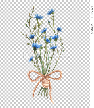 Wildflower bouquet tied with a cord. Blue chicory flowers with meadow green herbs. Field plant, herbs composition. Summer floral clipart. Watercolor hand drawn illustration. Isolated from background Wildflower bouquet tied with a cord. Blue chicory flowers with meadow green herbs. Field plant, herbs composition. Summer floral clipart. Watercolor hand drawn illustration. Isolated from background 119053210