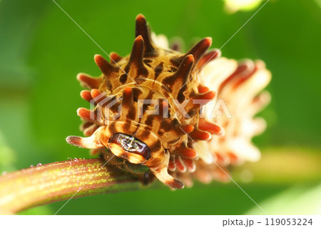 ジャコウアゲハの幼虫 ジャコウアゲハの幼虫 119053224
