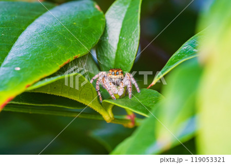 草むらでひっそりと獲物を待つハエトリグモ 草むらでひっそりと獲物を待つハエトリグモ 119053321