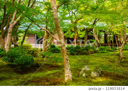 【京都風景】圓光寺　静寂さに包まれた絶景の庭 119053814