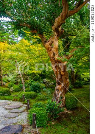 【京都風景】圓光寺 静寂さに包まれた絶景の庭 【京都風景】圓光寺 静寂さに包まれた絶景の庭 119053828