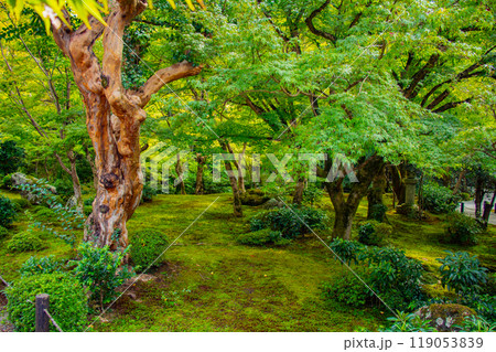 【京都風景】圓光寺 静寂さに包まれた絶景の庭 【京都風景】圓光寺 静寂さに包まれた絶景の庭 119053839