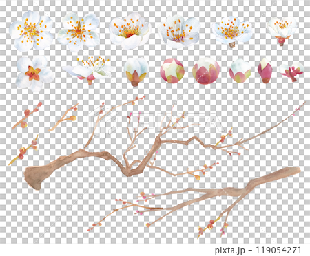 Watercolor illustration of plum blossoms. White blossom plum. Set of elements (transparent background) Watercolor illustration of plum blossoms. White blossom plum. Set of elements (transparent background) 119054271