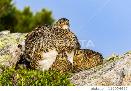 雷鳥の親子 119054435