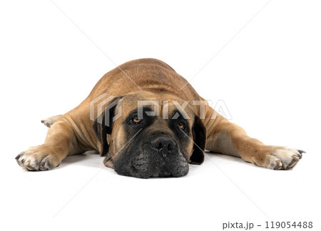 Boerboel in studio Boerboel in studio 119054488