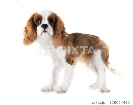 young cavalier king charles young cavalier king charles 119054496