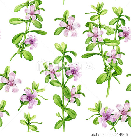 Bacopa medicinal plant vintage style seamless pattern. Hand drawn adaptogenic bacopa monnieri watercolor botanical illustration. Brahmi herb ayurveda medicine seamless pattern on white background 119054966