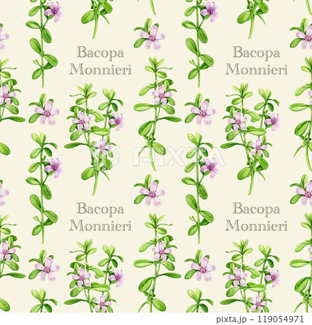Bacopa monnieri herb vintage style seamless pattern. Hand drawn adaptogenic bacopa plant watercolor botanical illustration. Brahmi herb ayurveda medicine seamless pattern design element 119054971