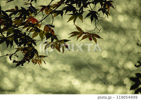 紅葉　秋の風景 119054999