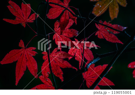 紅葉　秋の風景 119055001