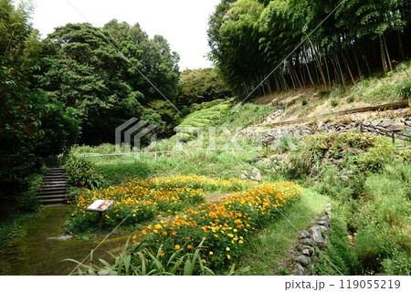 竹林が見下ろす花壇 竹林が見下ろす花壇 119055219