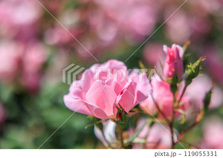 新緑眩い五月の薔薇 新緑眩い五月の薔薇 119055331