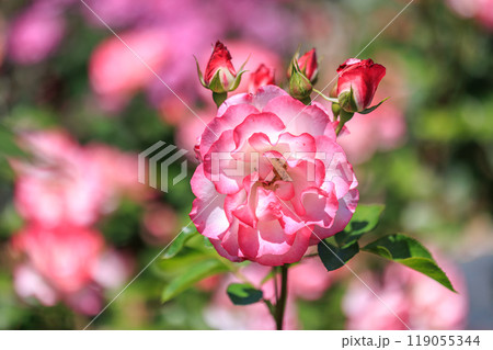 新緑眩い五月の薔薇 119055344