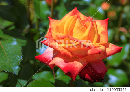 新緑眩い五月の薔薇 119055351