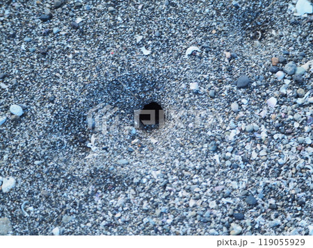 砂浜にあいた小さな穴 119055929