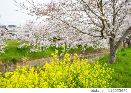 《春景色》満開の桜と菜の花 《春景色》満開の桜と菜の花 119055973