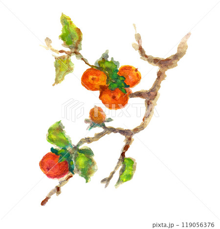 木になっている柿 119056376