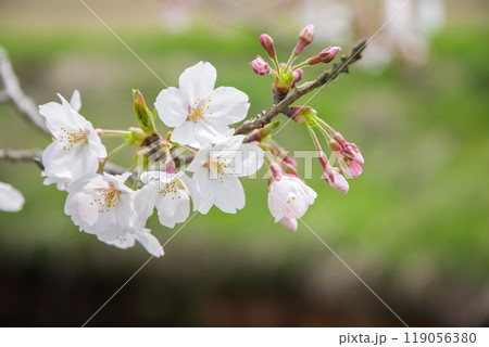 春イメージ【桜の花】 春イメージ【桜の花】 119056380