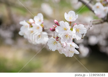 春イメージ【桜の花】 春イメージ【桜の花】 119056383
