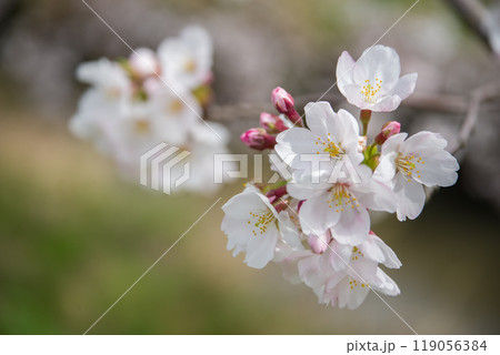 春イメージ【桜の花】 春イメージ【桜の花】 119056384