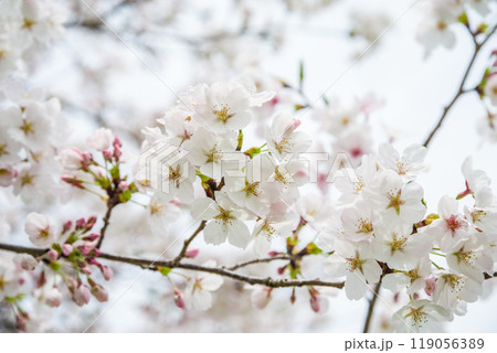 春イメージ【桜の花】 119056389