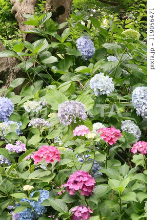 紫陽花 119056471
