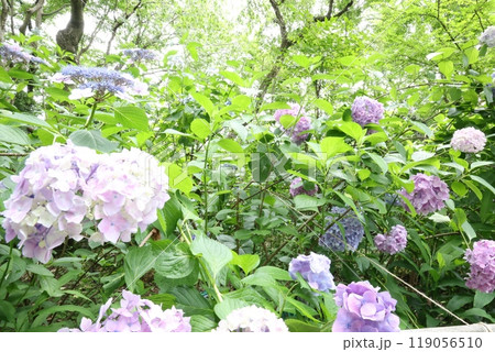 紫陽花 紫陽花 119056510