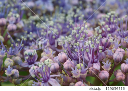 紫陽花 119056516