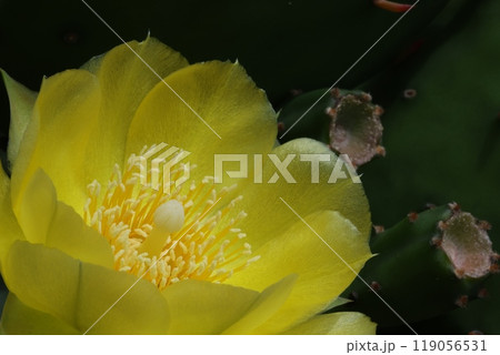 サボテンの花 サボテンの花 119056531