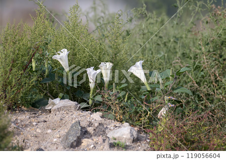 Datura is blooming 119056604