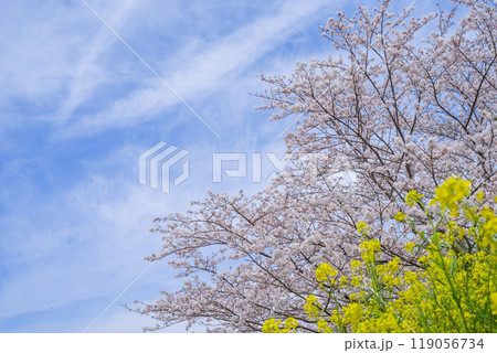 《春景色》満開の桜と菜の花 《春景色》満開の桜と菜の花 119056734