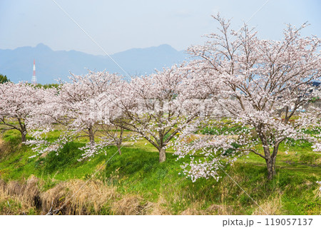《農村の春景色》満開の桜並木 119057137