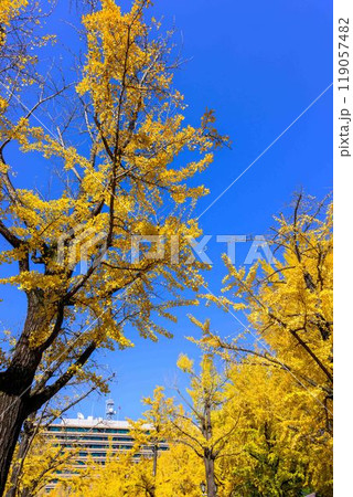 秋晴れに映えるイチョウ観光スポット「熊本県庁プロムナード（イチョウ並木）」熊本市 119057482